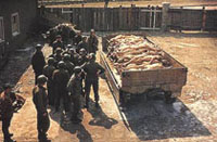 Bodies in a Concentration Camp